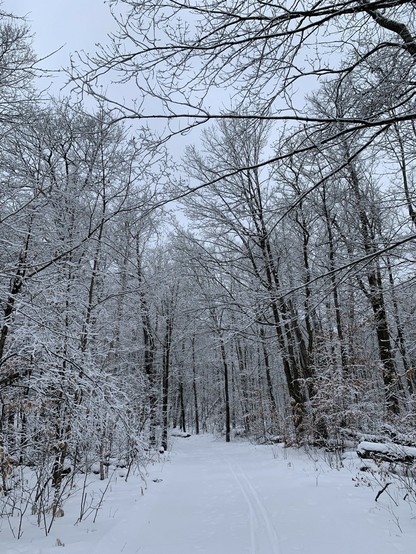 Snow covered trail through the woods; bare tree branches covered with a delicate layer of snow.