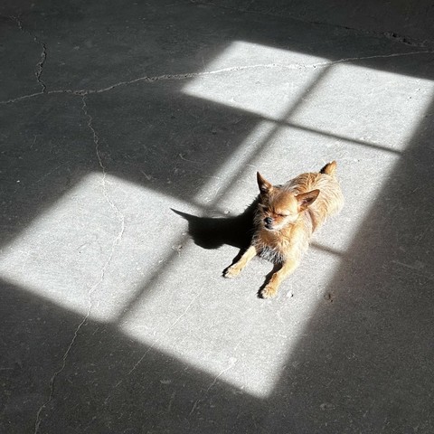 A small dog resting on its stomach on a cement floor. The sun shines on it through a window in a square pattern. The dog's head is up, eyes closed, and makes a sharp shadow on the floor.