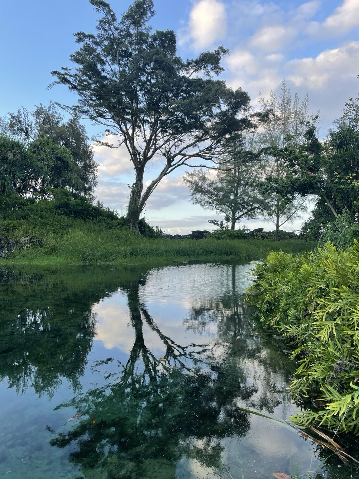 Landscape sunset picture of ponds near the ocean. Tree reflected in the water. Pink tinged sunset sky. Ferns & tall grasses surrounding the pond. Peaceful elections of love on this Mother’s Day . 